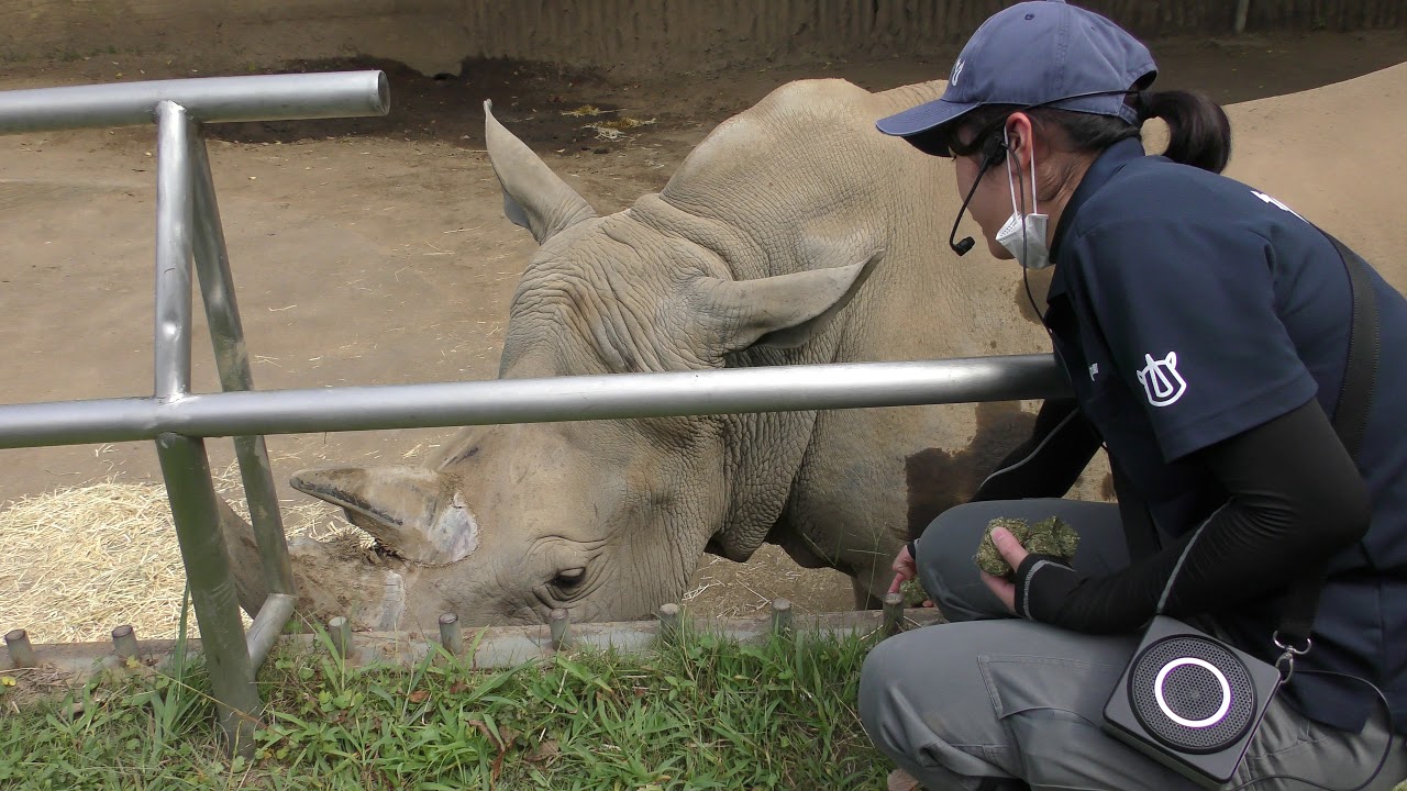 シロサイ の ランチタイム (静岡市立 日本平動物園) 2019年9月29日