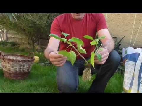 Videó: Hogyan szaporíthatjuk a haworthia fasciata-t?