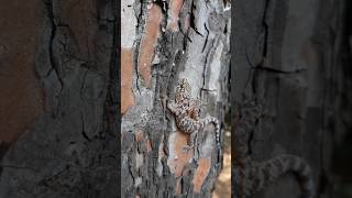 Турецкий полупалый геккон Hemidactylus turcicus в Афинах