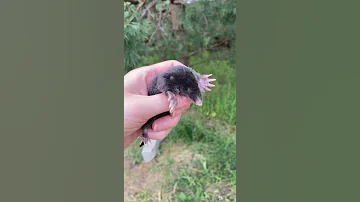 Крот на участке
