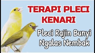 Terapi Pleci Kenari ‼️ Gunakan Ini agar pleci Rajin Bunyi dan Mempunyai Isian Kenari✅