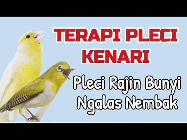 Terapi Pleci Kenari ‼️ Gunakan Ini agar pleci Rajin Bunyi dan Mempunyai Isian Kenari✅ class=