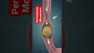 Life Processes class 10 chapt6#shorts #biology#ncert #cbse class1 0#science #peristalysismovement