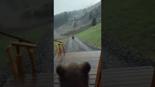 #MotherLove #BearMom#AnimalSacrifice #WildlifeDrama#SnowStorm #AnimalEmotion#NatureStory #viralreels