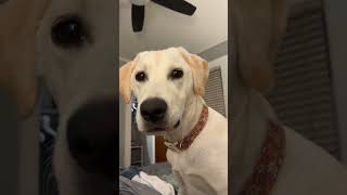 What A Stupid Question To Ask Me, Human