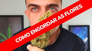 4 dicas para engordar as flores