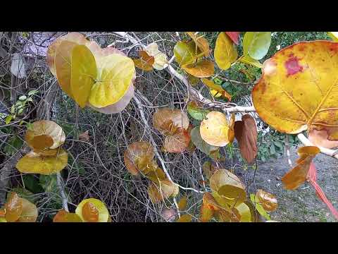 EL ARBOL DE UVA DE PLAYA CONTIENE COLAGENO