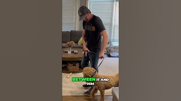 Redirected Aggression From Resource Guarding #dogtrainer #dogtraining #dogtrainingtips