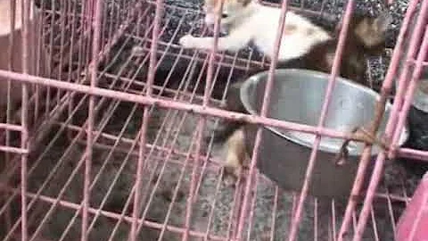 台湾奇蹟-319乡镇流浪犬猫收容、留置所--下 - 天天要闻