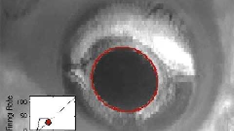 Goldfish neural integrator