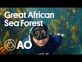 Explore South Africa’s Forest Beneath the Waves | Atlas Obscura