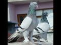 SUPER DAMAR GOK TAKLACI GÜVERCİN OYUN KUŞU KABOOTAR TAUBEN PIGEONS পায়রা PALOMAS कबूतर الحمام 鴿子 ハト