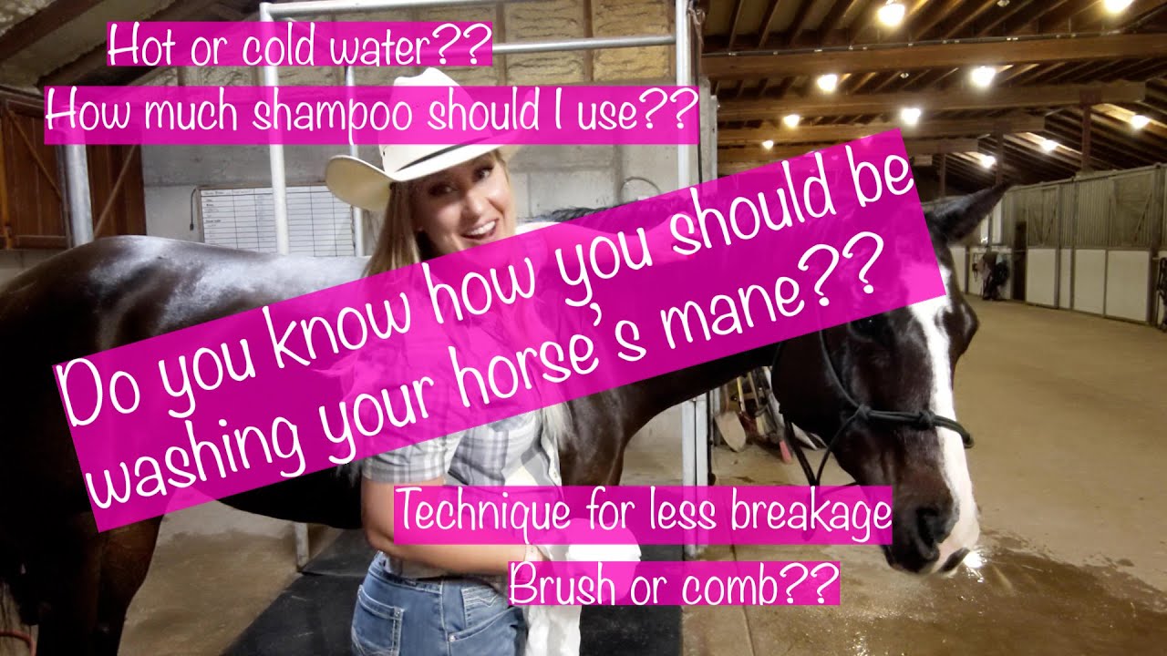 How to Wash Your Horse's Mane proper technique for healthier hair