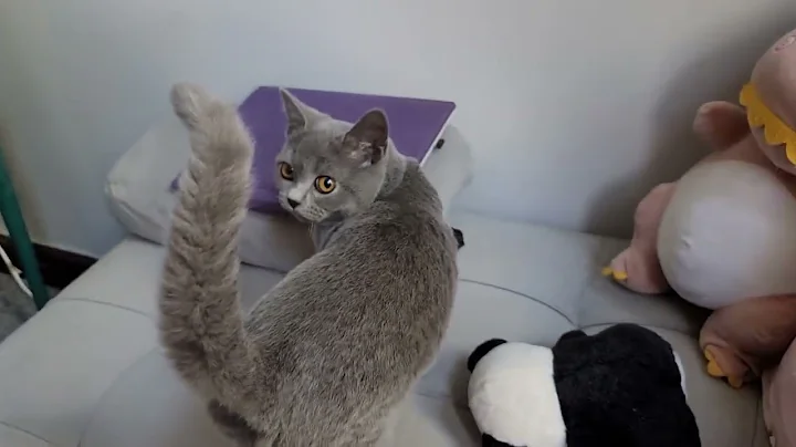 Watch the video about Bristish Short Hair 5moths old first few days in new place.