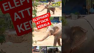 Elephant Incident in kerala Temple