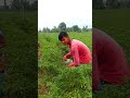 #short video |  mirch ki kheti  India