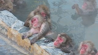 お猿さん「いい湯だな」 来年の顔、英気養って