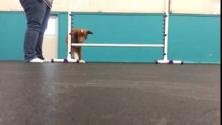 Elphie One Jump Progress by Manners Matter Dog Training and Daycare 24 views 7 years ago 14 seconds