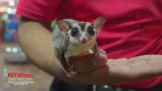 Exotic Tropical Pet World - McAllen, TX