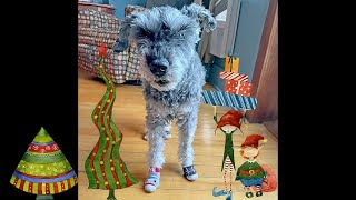 Compassion for the Elf