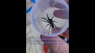 55 new spider species found in Australia
A two-year study into Australian wishbone spiders that saw researchers travel thousands of kilometres across eastern Australia to collect specimens has resulted in the discovery of 55 new species, making the Aname genus one of the most diverse and widespread group of arachnids in the country.
﹏
The University of Western Australia (UWA) is recognised internationally as a top 100 university. Browse our channel to learn about our ground-breaking research, state-of-the-art facilities and vibrant student experience.
For more information: https://www.uwa.edu.au/
﹏
Facebook: https://www.facebook.com/universitywa/
Twitter: https://twitter.com/uwanews
Instagram: https://www.instagram.com/universitywa/ 55 new spider species found in Australia
