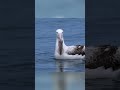 The Ultimate 320-Day Survival Journey of the Southern Royal Albatross: From Egg to Ocean Giant
