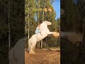 شاهد طفله صغيره ماذا يفعل حصان        