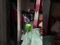 मिट्ठू 🦜की मस्ती और मिर्ची  #mithu #mithuvlogs  #parrot #mithukizuban #birds #talkingmitthu