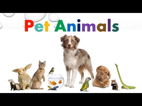 Pet Animals | Learning Video For Kids | AuSum Sisters