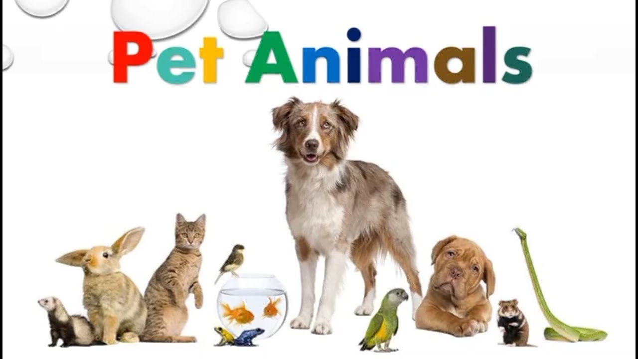 ⁣Pet Animals | Learning Video For Kids | AuSum Sisters