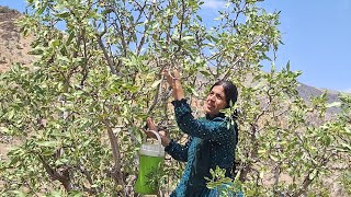 Download Lagu Fatima cementing the building and going to the mountain for fruit MP3 Download Lagu Fatima cementing the building and going to the mountain for fruit MP3