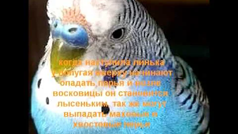 что такое линька.