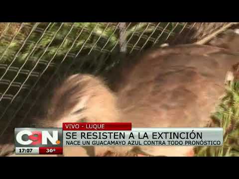 Contra todo pronóstico nace Guacamayo Azul en Luque