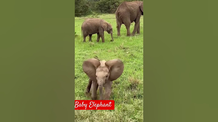Baby Elephant Short video #elephant #babyelephants #wildanimals