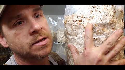 Growing Shiitake Mushrooms - In depth on Colonizing Shiitake Blocks