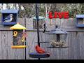 Bird Feeder Cam - Oklahoma