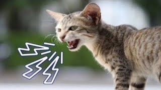 Cat Sound | Cat voice | Cat noises to attract Kittens by Animal Voice 420 views 2 weeks ago 2 minutes, 29 seconds