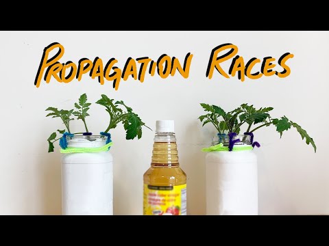 वीडियो: सिरके के साथ पौधों की जड़ें - कटिंग के लिए सेब साइडर सिरका का उपयोग कैसे करें