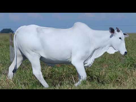 LOTE 43   ROXA 5606