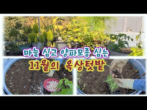 11월의 옥상 텃밭 / 마늘 심고 양파 모종 심어요