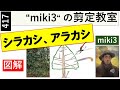 417 シラカシ・アラカシの剪定 miki3