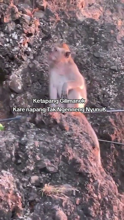 eyocol onggu Mon setiyah mad kata Katanah🤣 #capcut #automobile #tiktok #hiburansegar #hiburanrakya