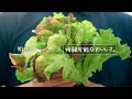 セブン&アイグループ TVCM「持続可能な調達~野菜篇~。」(1:00)<改>
