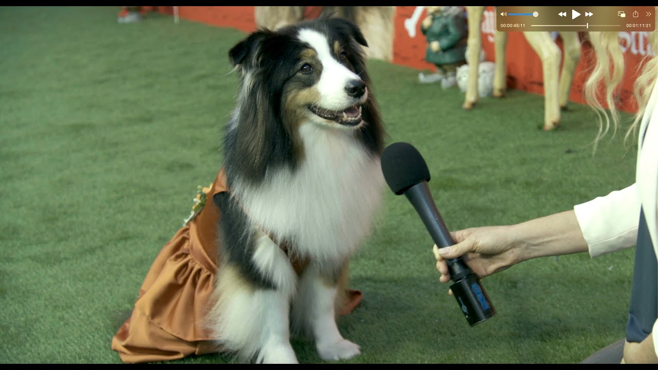 STRAYS Red Carpet: Fabulous STRAYS Dogs on the Green Carpet for The Premiere of STRAYS!