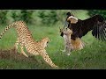 Big Mistake Eagle Provoked Baby Leopard And The Unexpected | Mother Leopard Fail To Save Her Baby