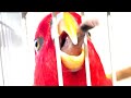 Red birb “O Ha Yo-”