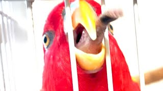 Red Birb o Ha Yo