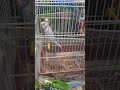 Попугай в Иглино 🦜 #иглино #уфа