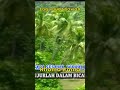 Rhoma Irama - Lagu Buat Kawan #Shorts #Music #MusicVideo