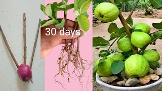how to grow guava cutting very unique techniques. natural rooting hormone onion